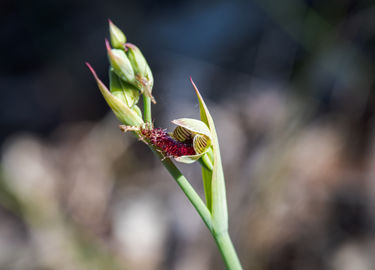 Wandoo Beard Orchid