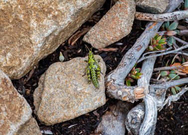 Tasmanian Grasshopper