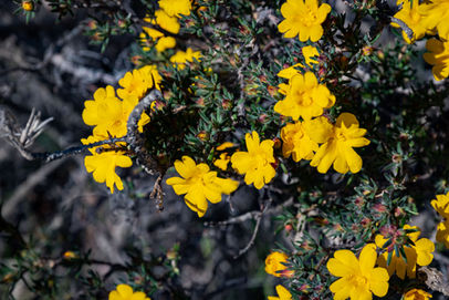 Needle Leaved Guinea Flower