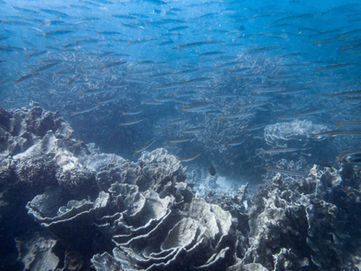 Striped Barracuda