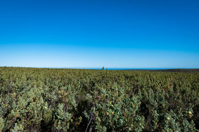 Parrot Bush on Mount Lesueur