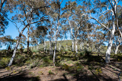 Yonga Trail