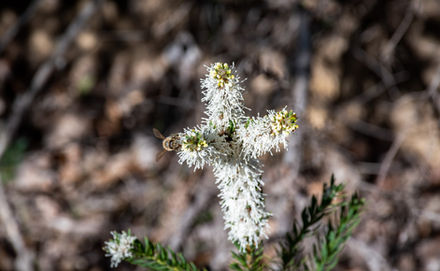 Ribbed Hakea