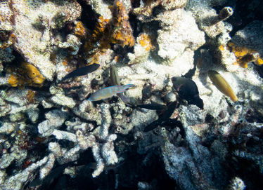 Paradise Beach Drift Snorkel