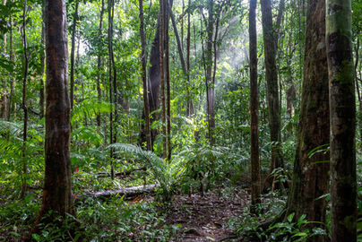 Rainforest in Mossman Gorge