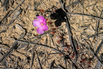 Drosera thysanosepala
