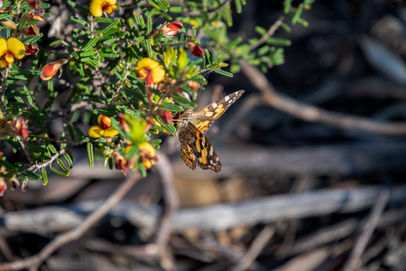Australian Painted Lady
