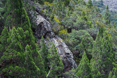 Forest near Meander Falls