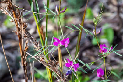 Common Vetch