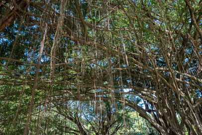 Figs in Rex Smeal Park Port Douglas