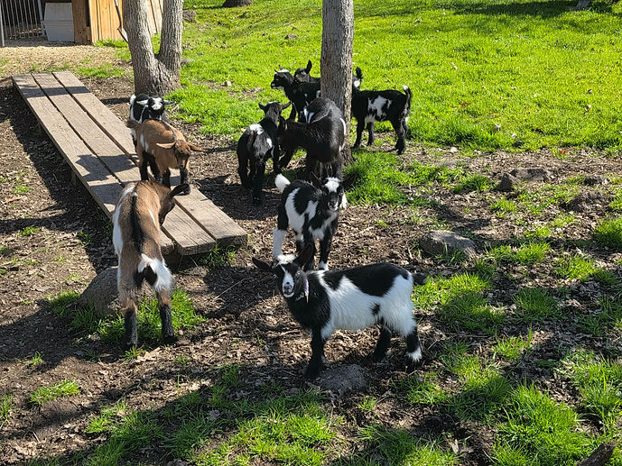 Alpine Dairy Goats for Sale in Southern Oregon
