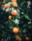 orange pic