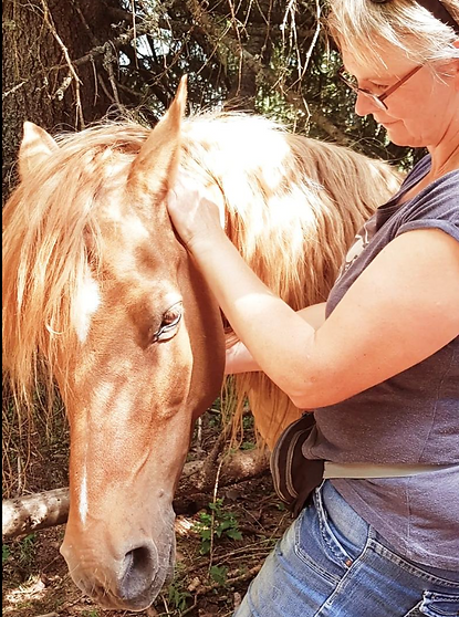 Shiatsu beim Pferd