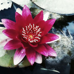 13177619_10156852646875392_1177251954496726845_n