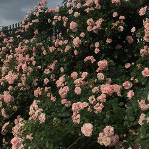 highnoon - tongue in cheek