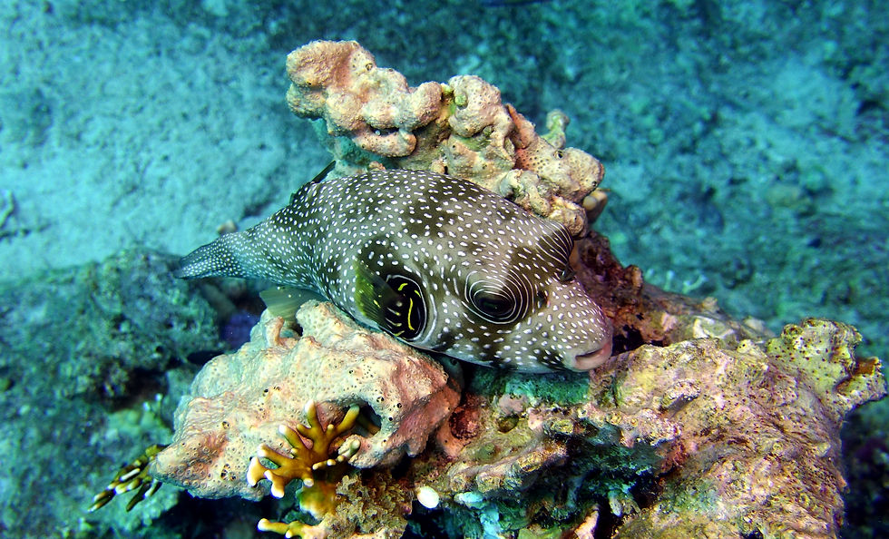Hurghada Jaz Makadina