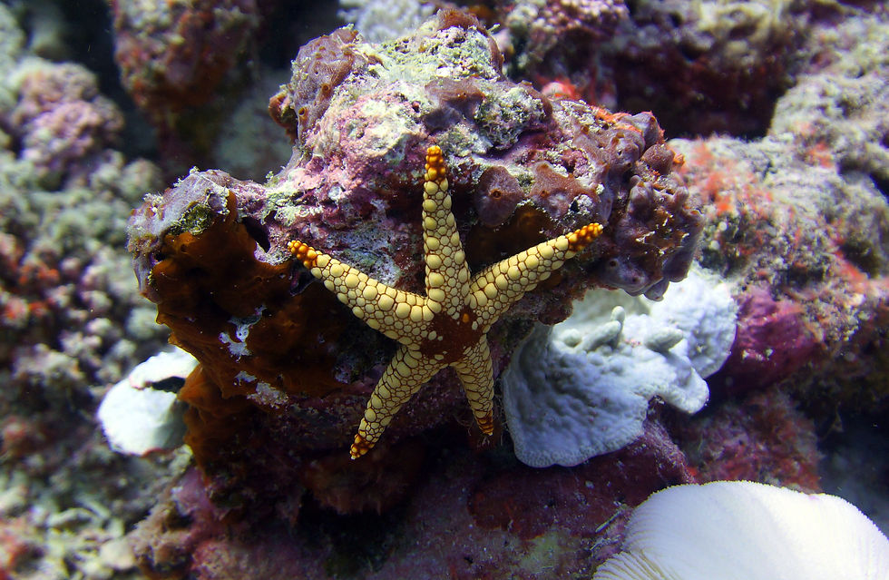 Malediven Lhaviyani Atoll