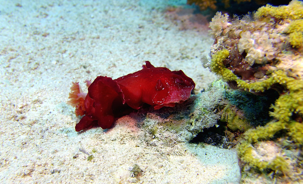 Hurghada Jaz Makadina