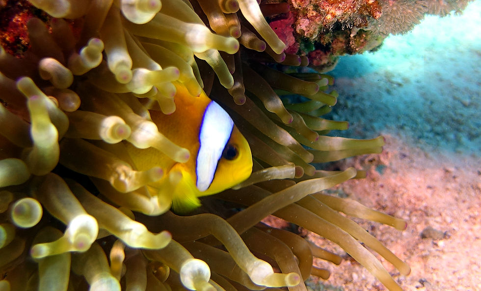 Hurghada Jaz Makadina