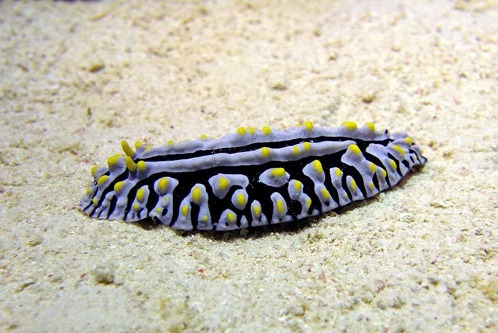 Hurghada Jaz Makadina
