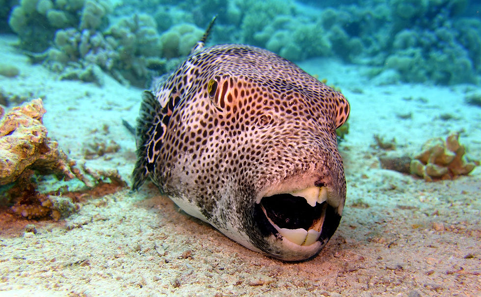 Hurghada Jaz Makadina