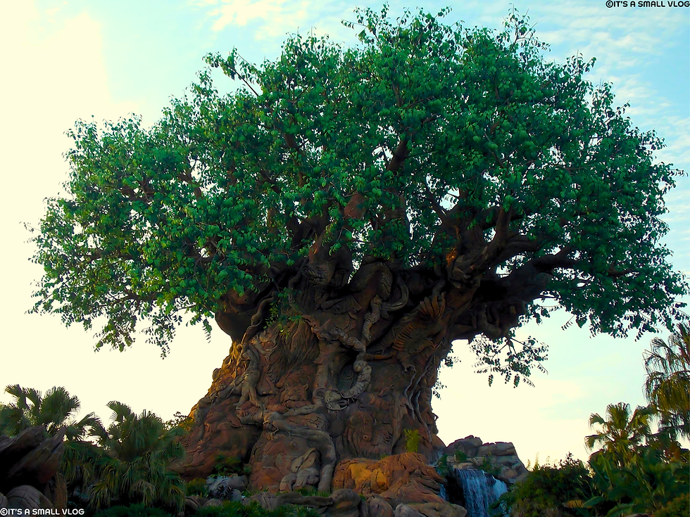 Tree of Life at Disney's Animal Kingdom