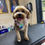 Thumbnail: Crochet Dog Collar - Blueberry