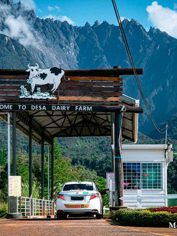 kundasang-main-entrance-desa-cattle-dairy-farm.jpeg