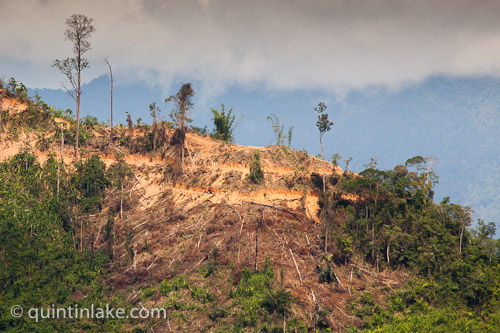 palm-oil-plantation-sabah-borneo-5.jpeg