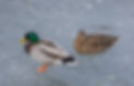Canard colvert.jpg