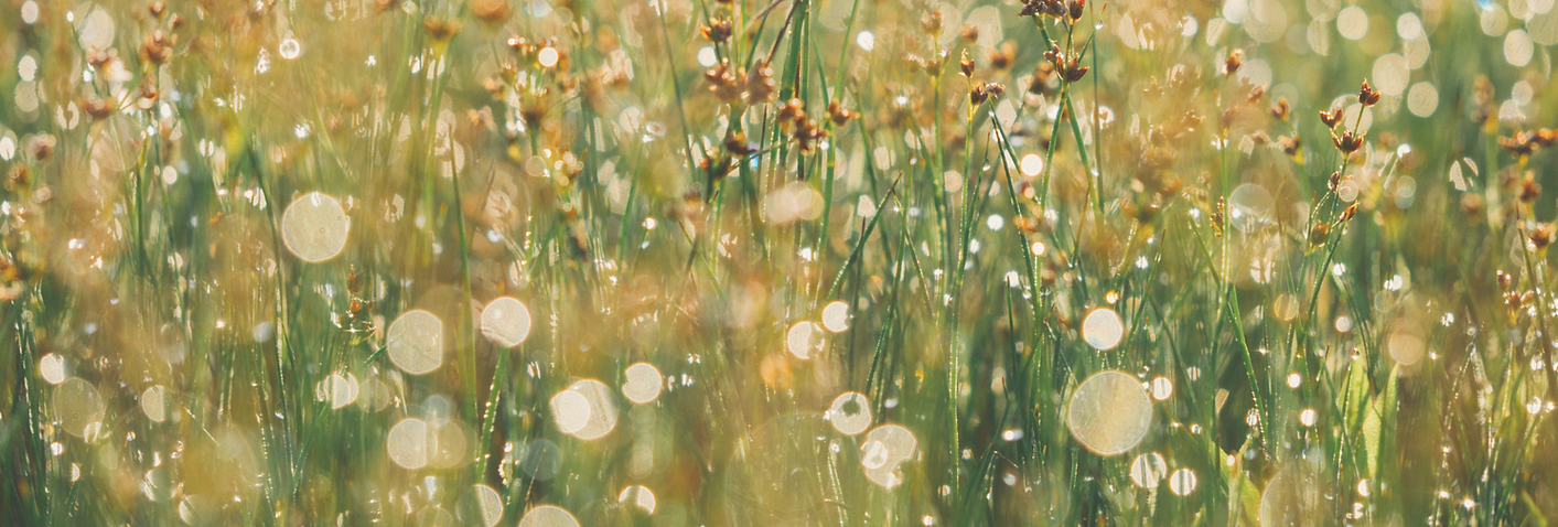 Spring Awakening (1920 x 650 px) (2).png
