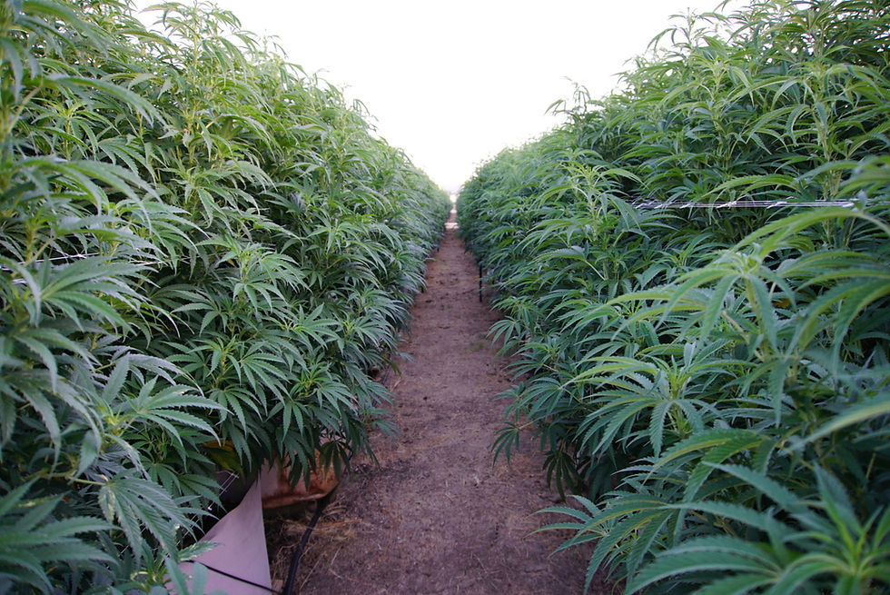 Field of Cannabis growing growth.jpg