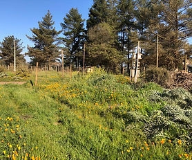 Terreno Viña Rol Propio