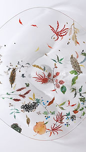 西山 雪 Yuki NISHIYAMA | sophora