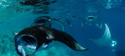 img_0-1469549920_960x431