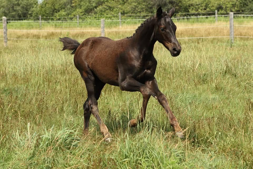 Harmonika, 2019 Filly, Harvard