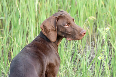 Dogs2.jpg
