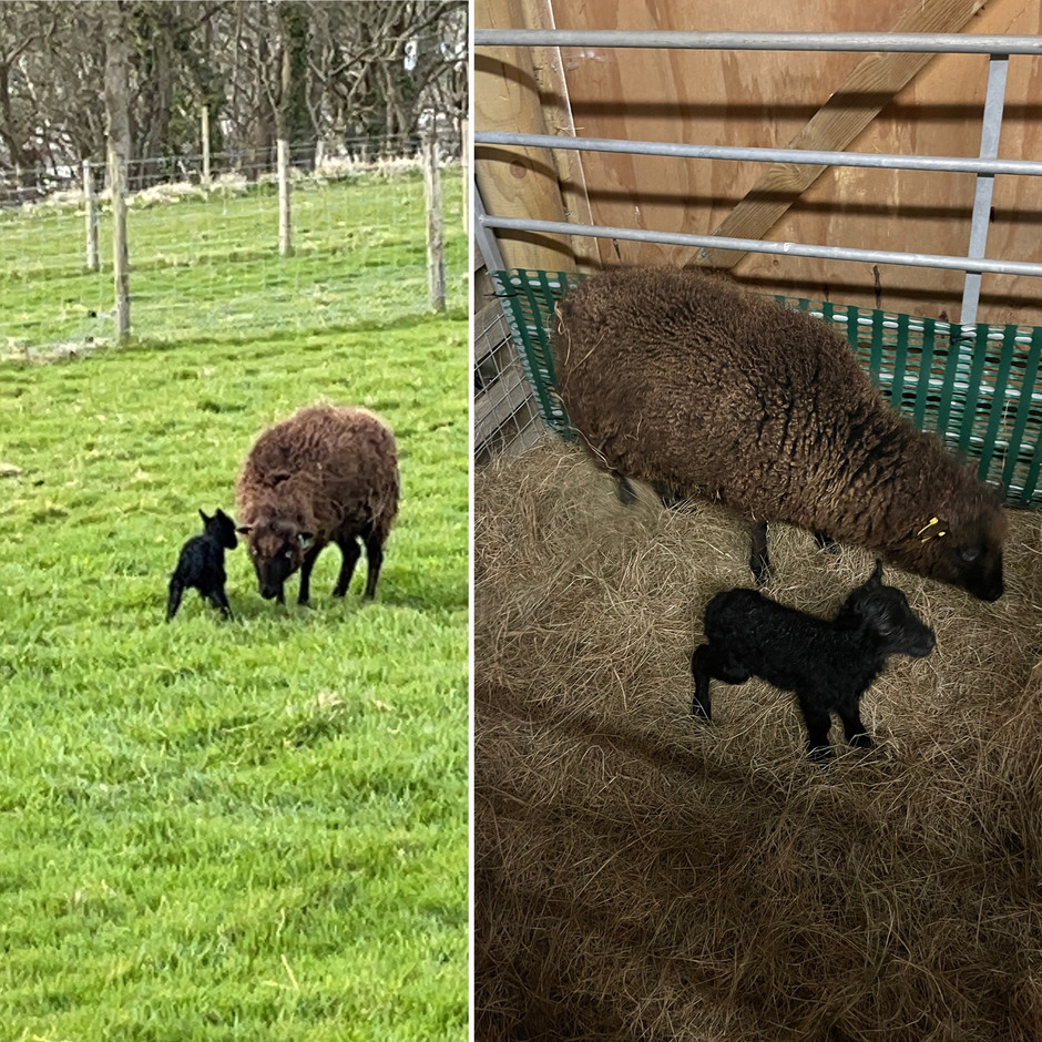 We're pleased to announce that our lambing has started!