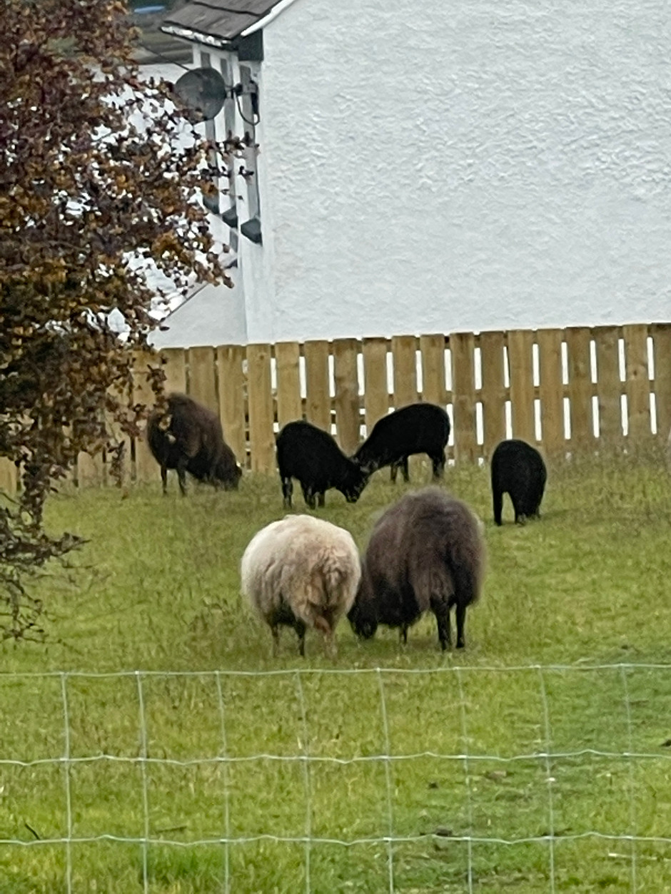 Ouessant lambs for sale!