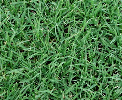 Kikuyu Turf