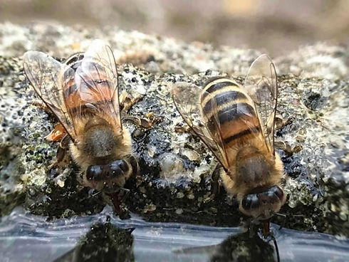 Drinking bees IMG_5219_@edited_edited_edited.jpg