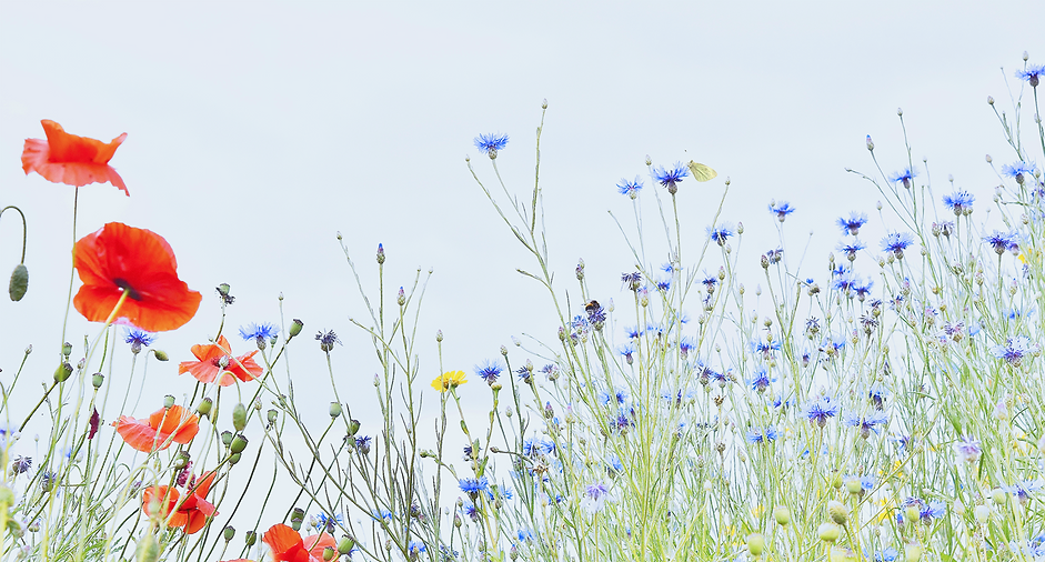 BLUE 2 Meadow edited 5_edited_edited_edited.png