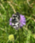 IMG_7743_edited.jpg