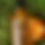 Thumbnail: 4oz Carrot hair face and body oil