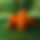 Thumbnail: 4oz Carrot hair face and body oil