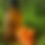 Thumbnail: 4oz Carrot hair face and body oil