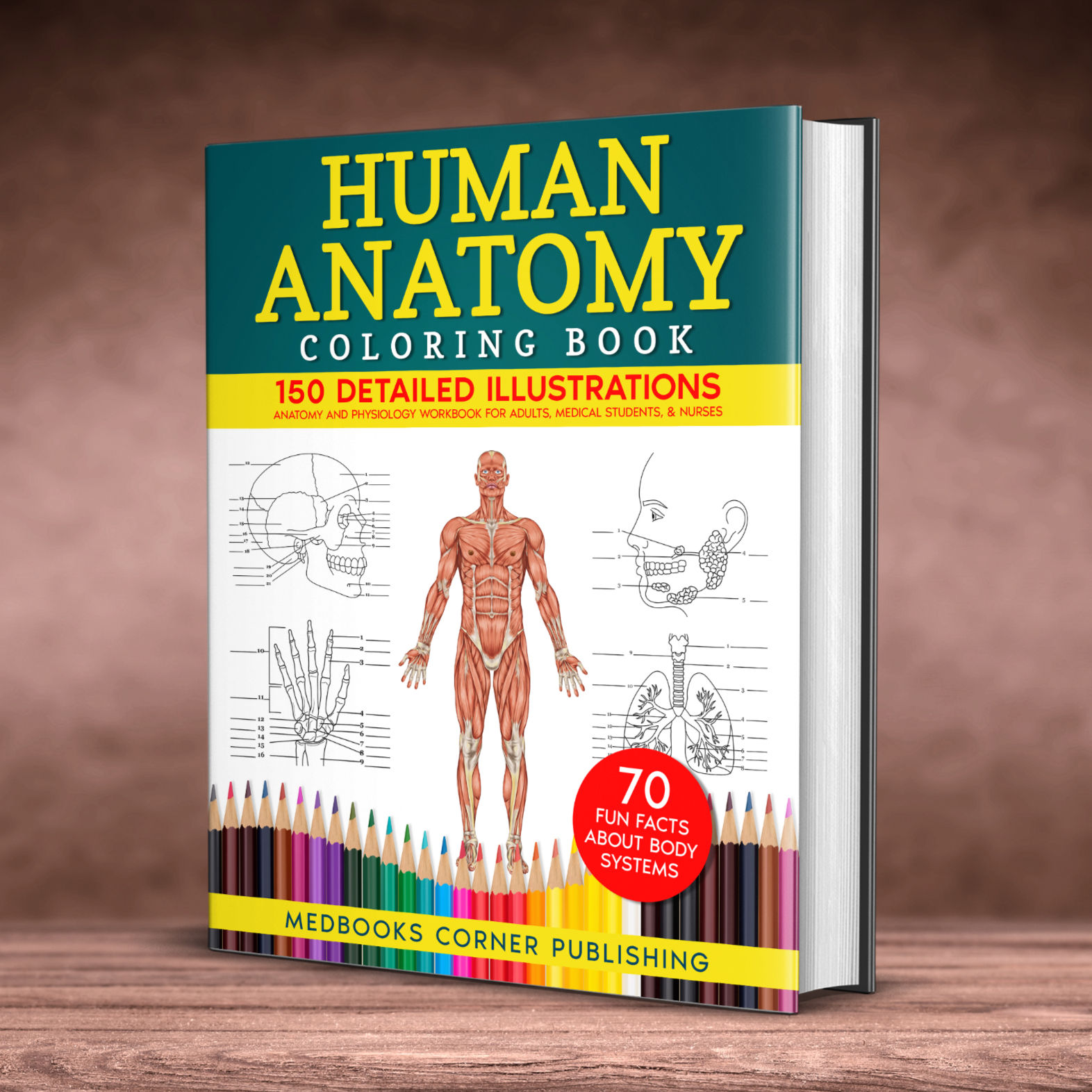 Human Anatomy Coloring Book
