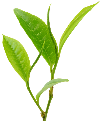 Green Tea Leaves_edited.png