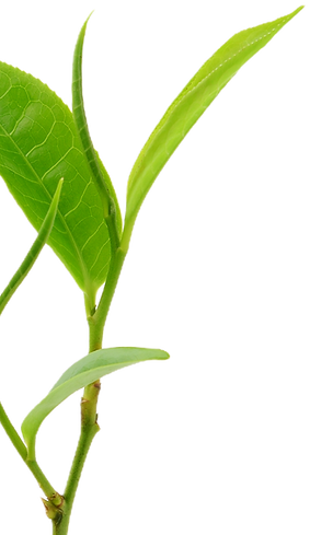 Green Tea Leaves_edited.png