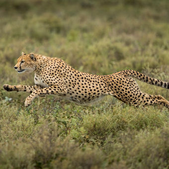 Cheetah in Ngorongoto conservation area